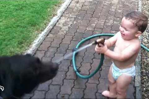 Babies Laughing At Pets | The Dodo