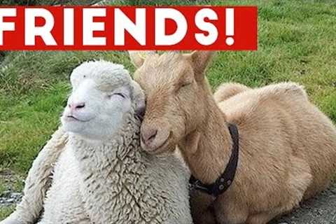 Funniest Unlikely Animal Friendships Compilation | Funny Pet Videos