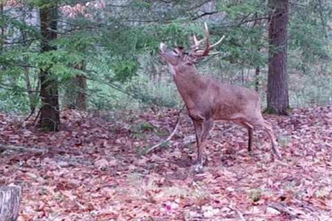 Fall Trail Cam Videos