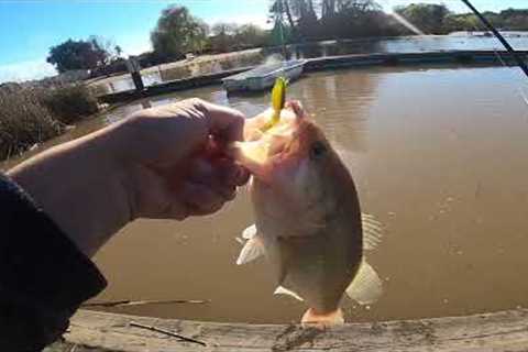 PINTO LAKE PRESPAWN FISHING 2023
