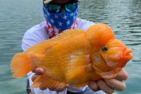 The CRAZIEST FISH I’ve ever SEEN !!!! (MIDAS CICHLID Catch Clean and Cook)