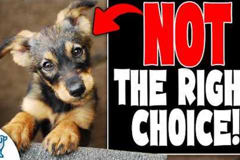 How To Pick The Perfect Puppy