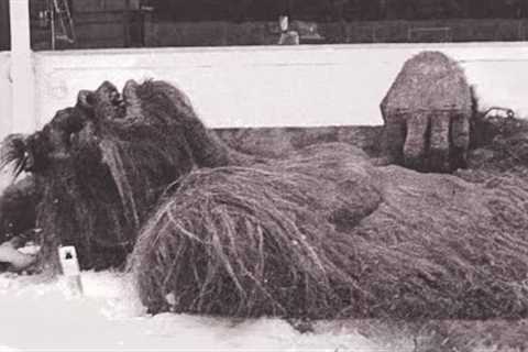Bigfoot Photos That Proves He's Alive