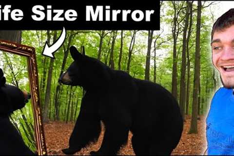 Black Bears Seeing Themselves for the First Time!