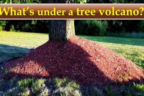 What Does a Tree do Under a Tree Volcano?