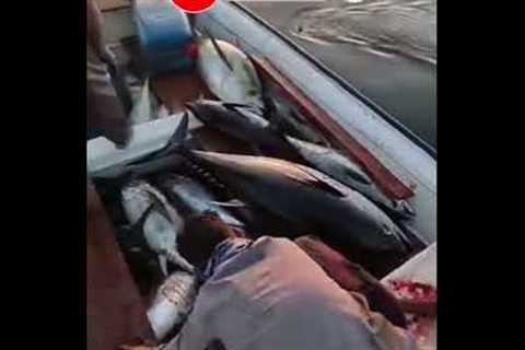 Big Tuna Fishes #shorts #youtubeshorts #viral #fishing