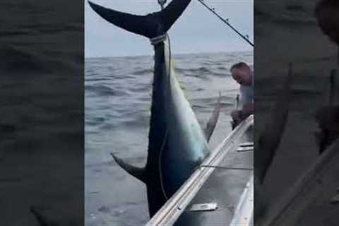 big tuna fish lifted to the boat part #2 #shorts #bluefintuna #tuna