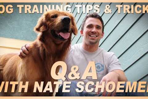 Dog Training Tips and Tricks! Q&amp;A With Nate Schoemer