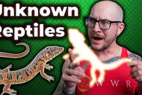 32 REPTILES I GUARANTEE YOU HAVE NEVER HEARD OF!