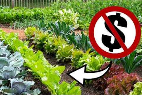 GARDEN from Scratch for FREE // ZERO COST Gardening