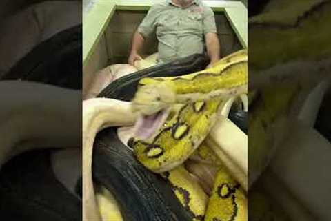 20ft Python Bit The Cameraman! 😱 🐍