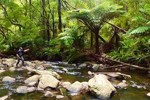 Fly Fishing in the Otways for Wild Brown Trout