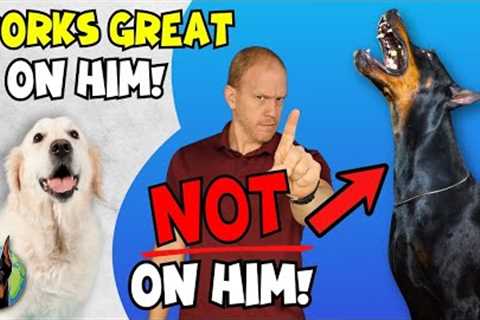 5 Training Techniques NEVER to Use on a Doberman