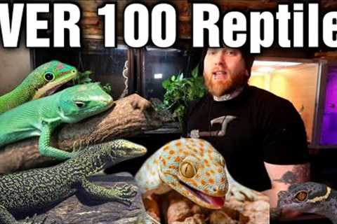 The Last Reptile Room Tour Of The Year! [Reptile Room Tour 2023]
