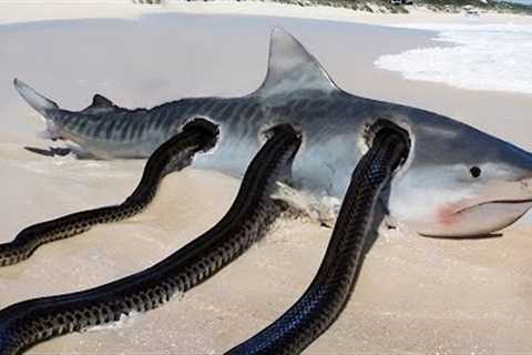 What They Found In Australia Shocked The Whole World...