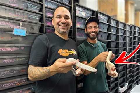 DISCOVERING 1000s OF RARE SNAKES! *INSANE*