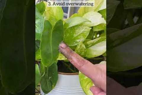 Important tips for winter gardening.