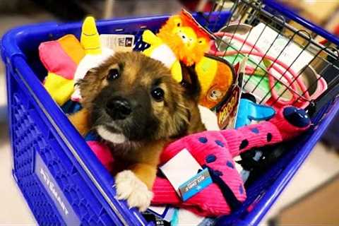 NEW PUPPY GOES ON SHOPPING SPREE!