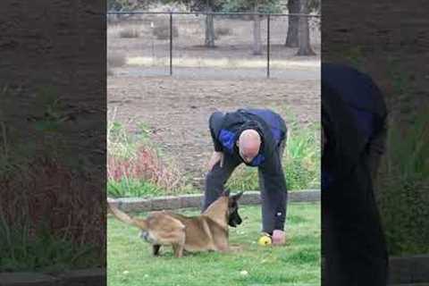 Teach your dog through progressively harder situations instead of punishment for failure to listen.