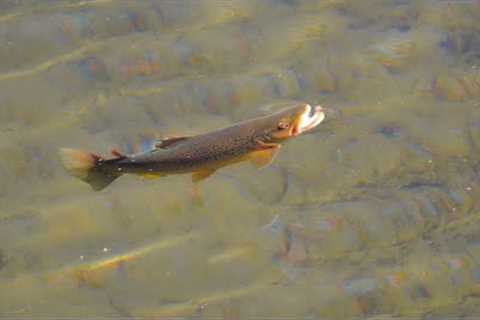 Fly fishing small creeks and big rivers (New Zealand Episode 7&amp;8)