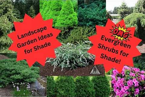 Landscape Garden Ideas-Evergreens for the Shade