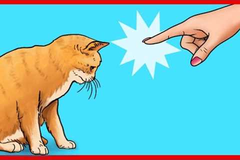 21 Ways You Are Hurting Your Cat Without Realizing