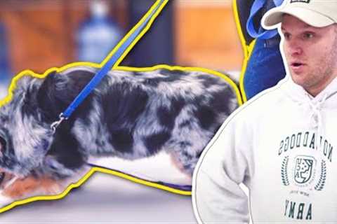 THIS IS EXACTLY HOW TO GIVE A DOG ANXIETY!