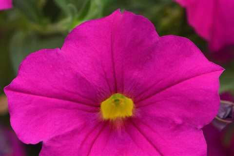 Ten Award-Winning Flowers to Plant in 2020