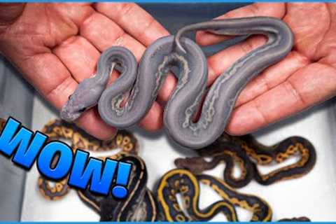 How Did We Make This Snake! Rare Combo