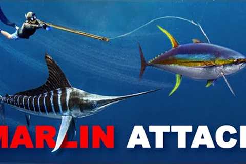 Giant Marlin ATTACKS Me &amp; Steals My Tuna…so I speared it