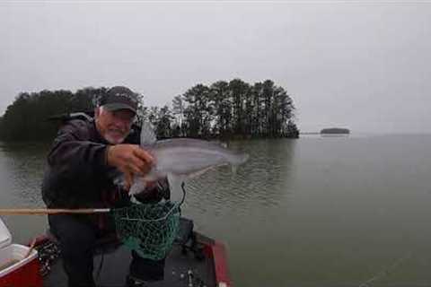 Sniping Blue Catfish Using Ultralight Tackle, Lake Monticello