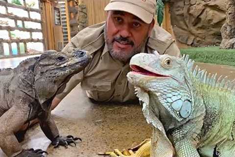 Two Iguanas talking think I'm kidding right 😳