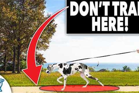 STOP Letting Your Dog FAIL On Walks