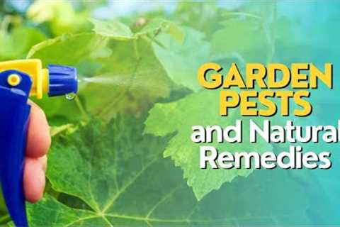 Garden Pests and Natural Remedies