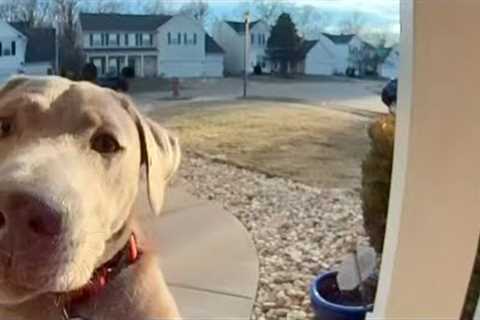 15 MOST INTELLIGENT ANIMALS CAUGHT ON CAMERA | SECURITYCAM STORIES #33