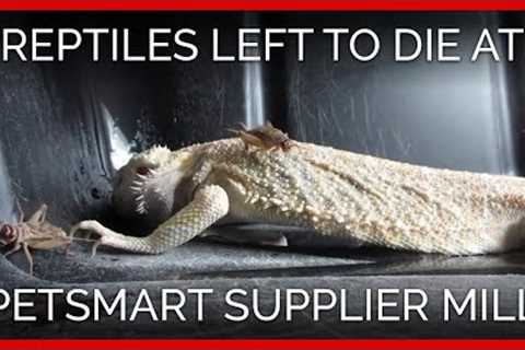Reptiles Left to Die at PetSmart Supplier Mill