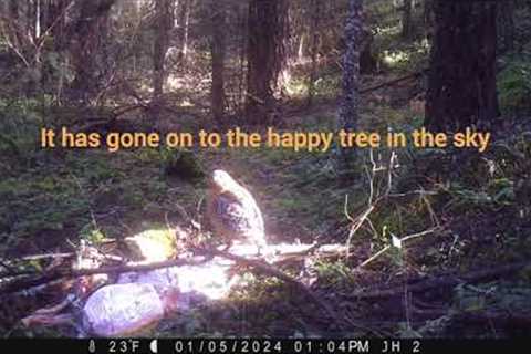 A Collared Pacific Fisher &amp; Dying Cameras in the Snow - Trail Camera Pictures