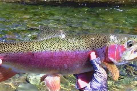 Fly Fishing New Zealand | Farmland Stream RAINBOWS