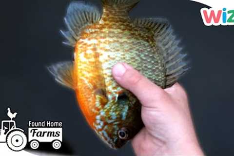 Found Home Farms | Fishing by the Lake | Animal Documentaries for Kids | @Wizz