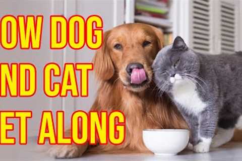 10 Proven Tips To Raise Dogs And Cats Together Peacefully