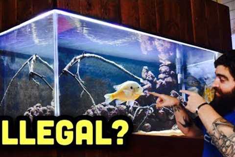 WILD FISH FOR FISH TANK, What you NEED to know!