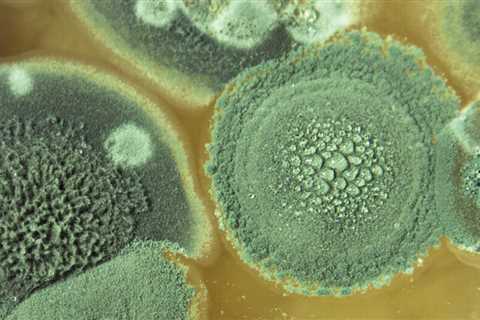 There are 9 types of bathroom mold to be aware of