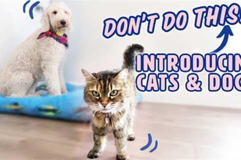 How to Introduce Dogs &amp; Cats SAFELY 🐱🐶 What to AVOID