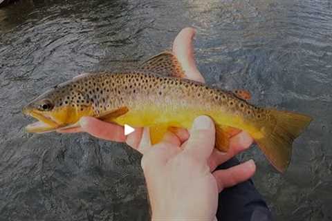 Fly-Fishing, EXPLORING More of PA's Class A Tribs. Again,  SO MUCH FUN!!