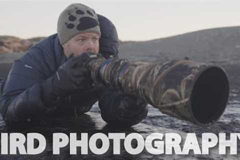How to photograph shorebirds in the winter // Bird photography at the coast
