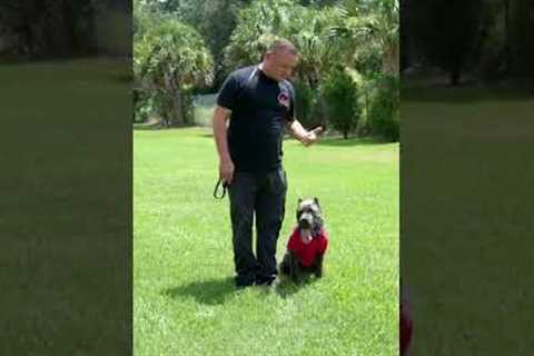 Don't let you dog get away with the little stuff