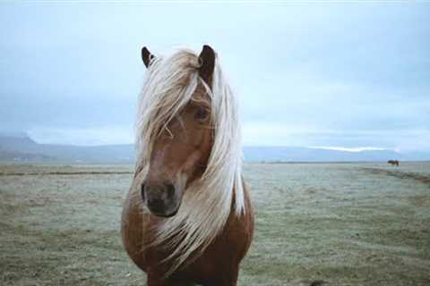 Beautiful Relaxing Music, Animals Close up, Stress Relief, Reduce Anxiety