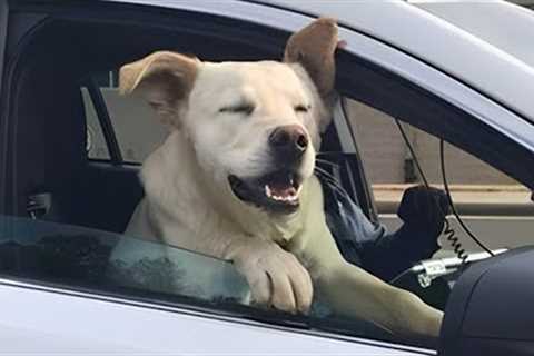 Funny Dogs And Cats Videos 2024 😅🐶 Best Funniest Animal Videos Of The Week