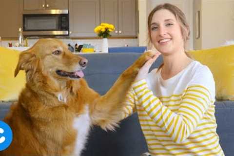 Dog Tricks: Teaching the Dog High Five | Chewy