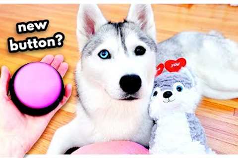 Husky Gets New BUTTON for Valentine's Day!
